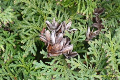 Thuja occidentalis